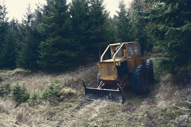 tree removal cost maplewood