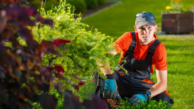 residential tree service