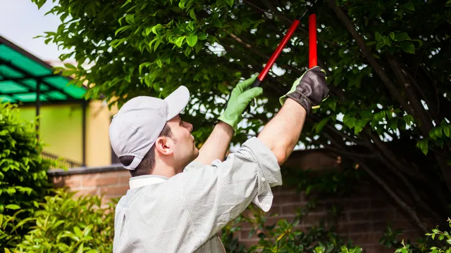 tree service maplewood mn