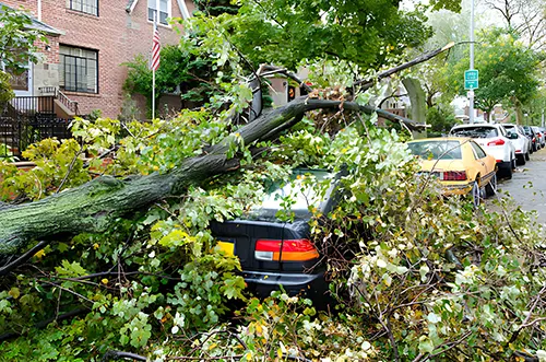 Emergency-Tree-Service-2