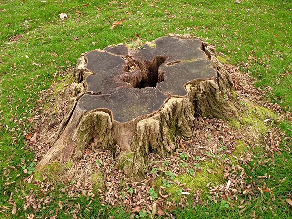 Can I Plant Grass or New Plants Over a Removed Stump?